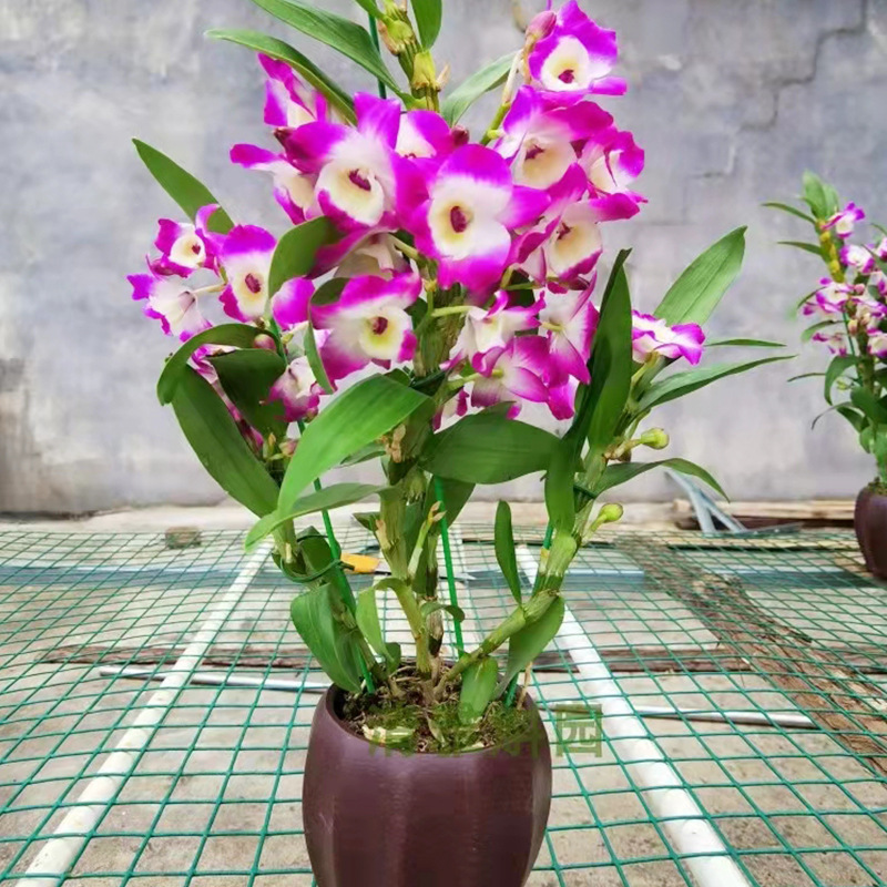 【春石斛兰】-春石斛兰厂家,品牌,图片,热帖-阿里巴巴