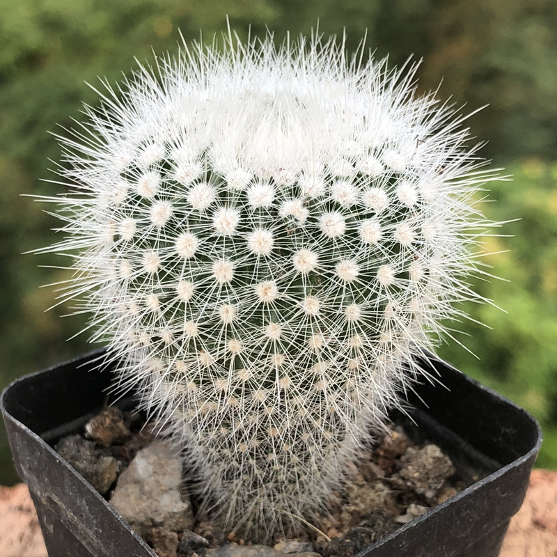 白小丁实生仙人球白小町软毛不扎手仙人掌桌面开花白刺小盆摘