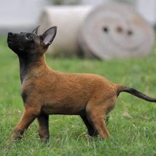 德国纯种牧羊犬黑背弓背德牧幼犬狼狗黑狼东德警犬军犬宠物狗活体