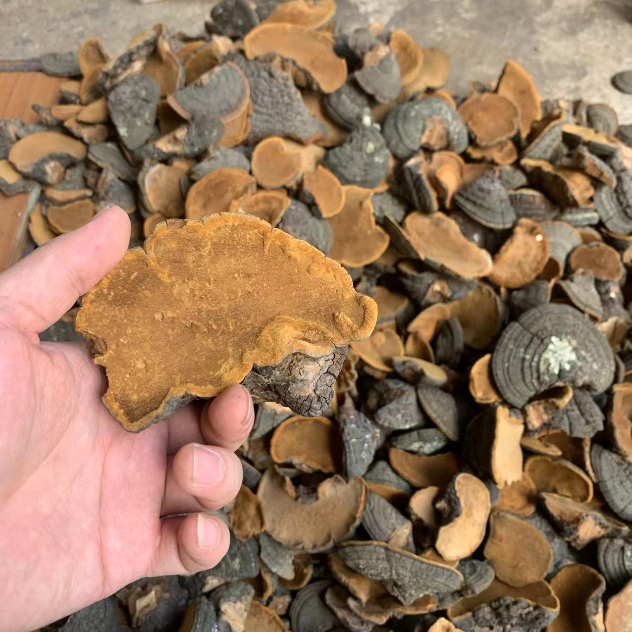 产地货源暴马丁 金边桑黄 黄货 东北特产 整朵桑黄 中药材批发