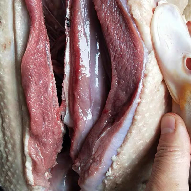 大别山农家散养现杀番鸭红头鸭土鸭子红脸鸭豚鸭洋鸭水鸭木鸭包邮