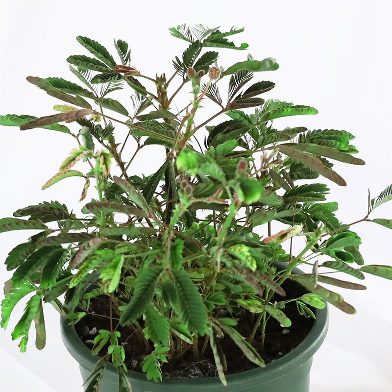 彩虹含羞草小盆栽幼儿园学校室内趣味花卉四季常青害羞草阳台植物