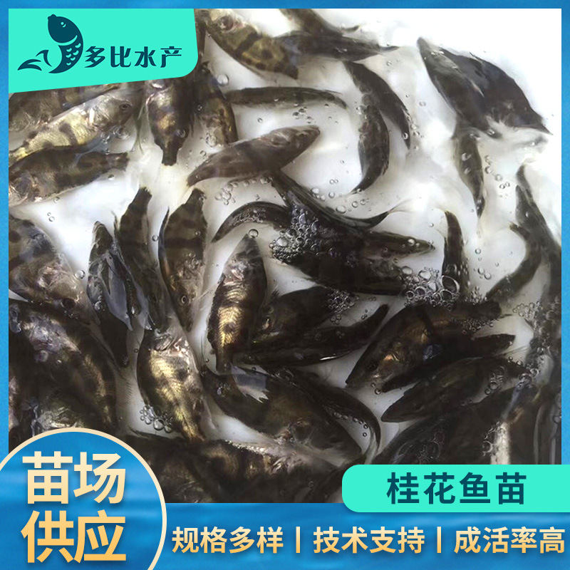 【2022年预定】活体桂花鱼苗桂鱼水花优质鳜鱼花鲫季花种苗淡水苗