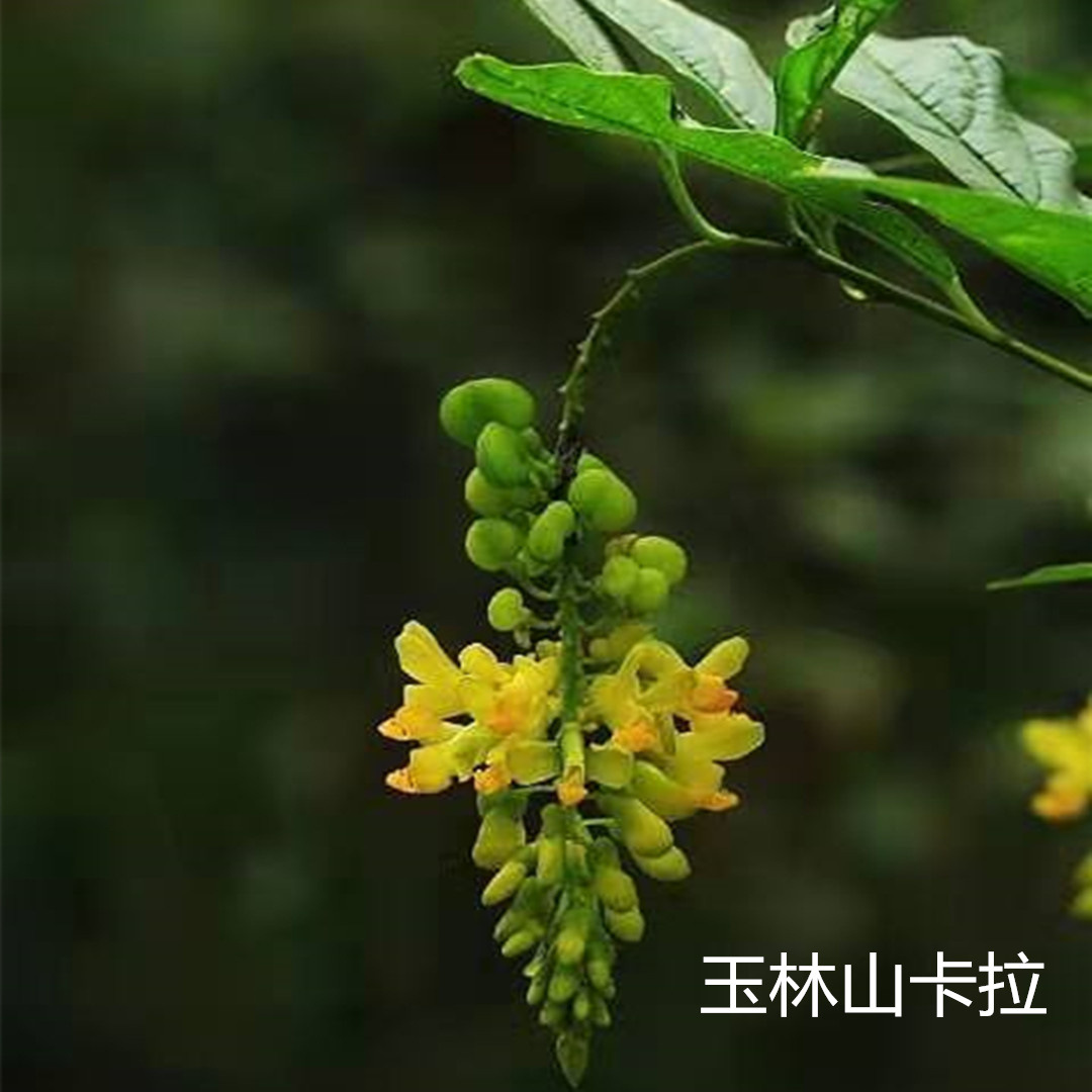 黄花倒水莲 黄花大远志观音串倒吊王倒吊黄根 玉林中药材大量批发