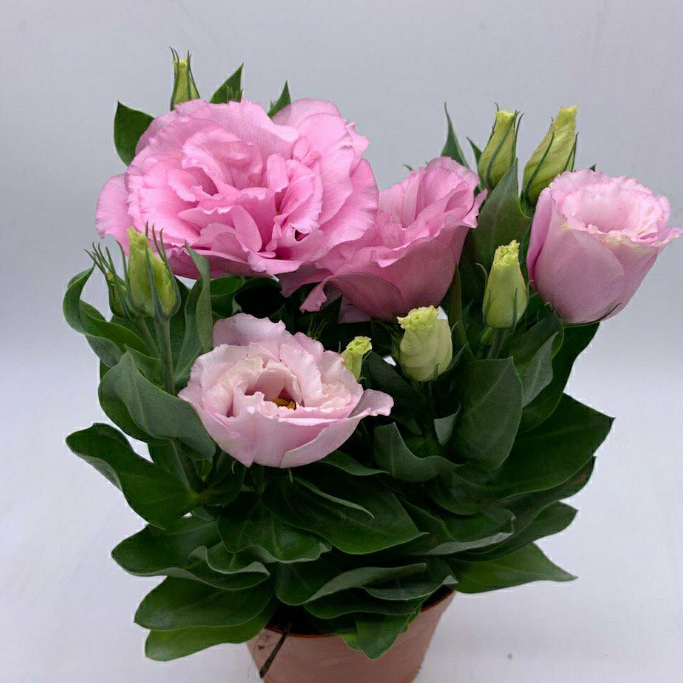 洋桔梗盆栽花苗重瓣花卉带花苞四季开花室内客厅多年生阳台进口