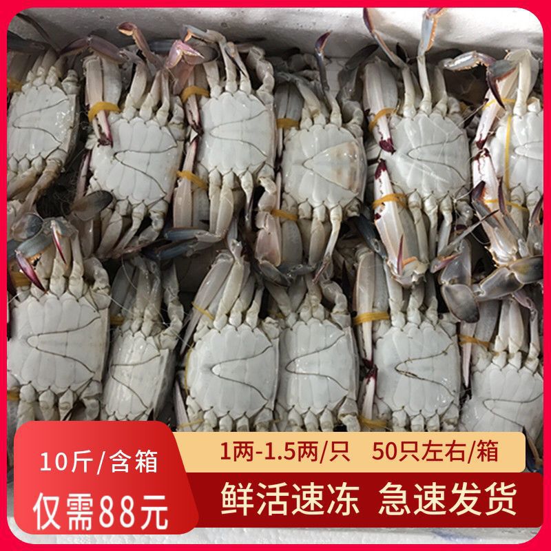 厂家直销梭子蟹活冻蟹梭子蟹鲜活速冻海蟹青蟹斤/箱只左右一件批