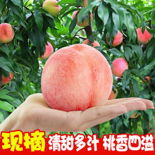 水蜜桃新鲜水果桃子当季冬脆桃毛桃精品春雪水蜜桃孕妇水果