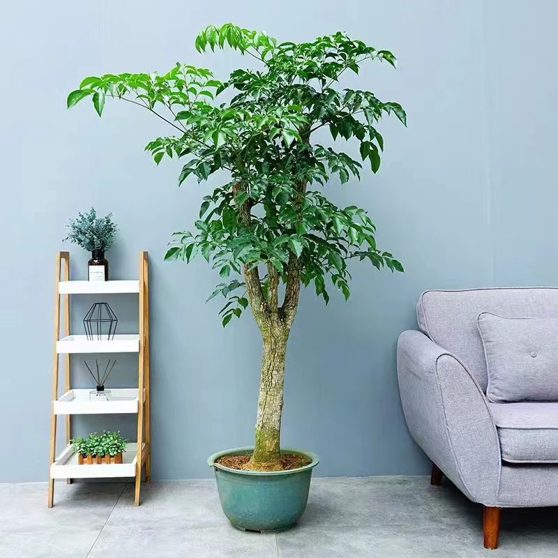 琴叶榕盆栽客厅室内大型绿色植物橡皮树大叶栽好发货小棒棒糖包邮