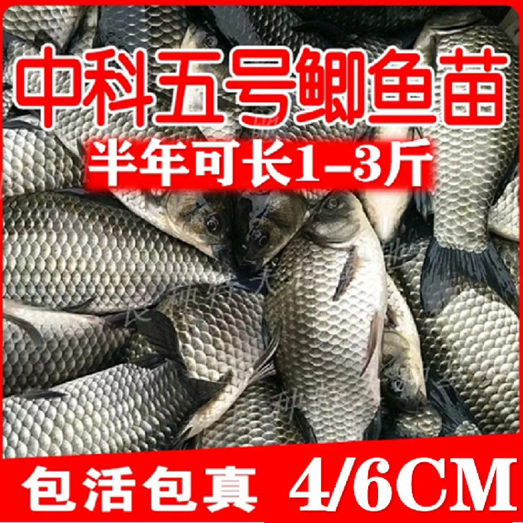 正宗中科五号鲫鱼工程鲫大草鱼鲤鱼红鲤鱼花鲢白鲢苗淡水养殖包活