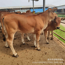 西门塔尔肉牛 育肥养殖改良鲁西黄牛牛犊小母牛肉牛苗包运输