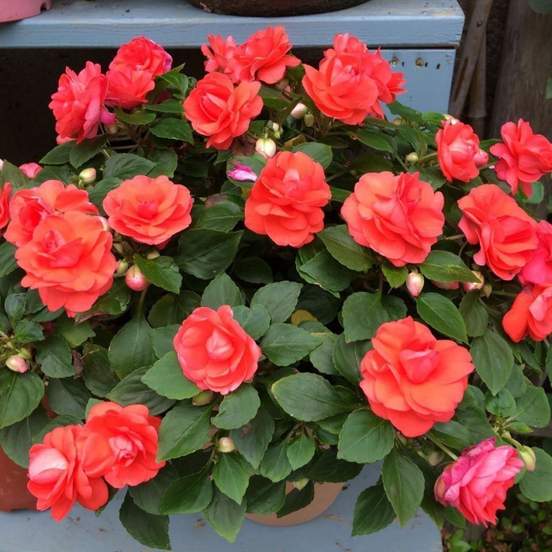 水梅花种子非洲重瓣凤仙花种籽耐寒花卉室内阳台庭院植物四季开花