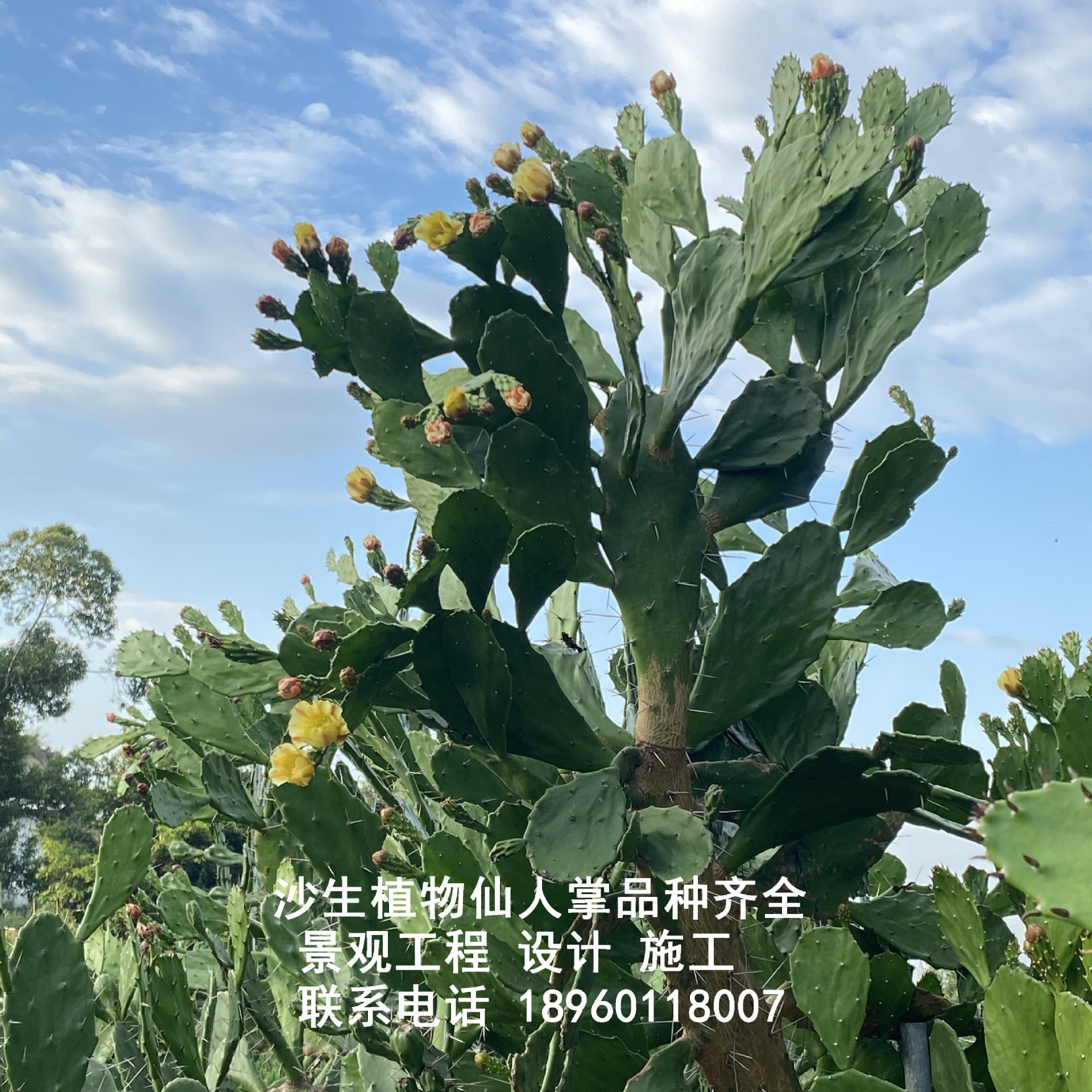 单刺团扇仙人掌千本剑植物强刺黄花老桩树型耐寒耐旱沙生植物基地