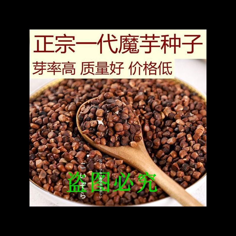 正宗云南魔芋种子高产一代磨芋四季种植脱水消毒花魔芋种籽-阿里巴巴