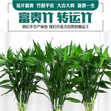 富贵竹水培植物水养水竹客厅金钱招财树转运盆栽绿植花卉办公室内