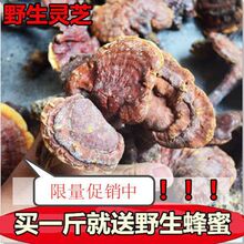 野生赤芝 长白山纯天然林芝 大个正品整枝红灵芝 片250克包邮