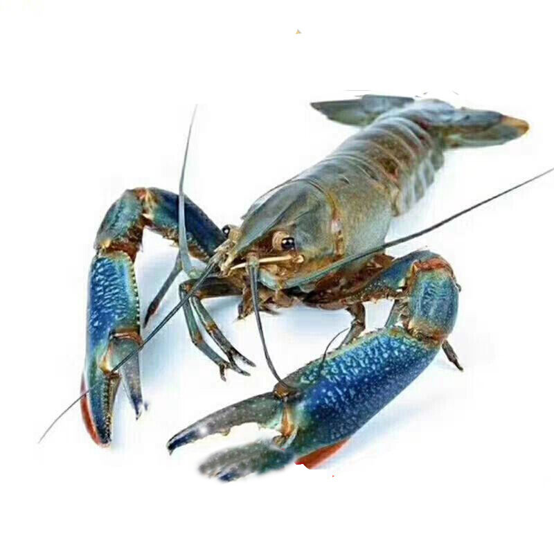 5斤包邮淡水澳龙淡水蓝龙澳洲龙虾小龙生鲜小青龙虾新鲜活发货