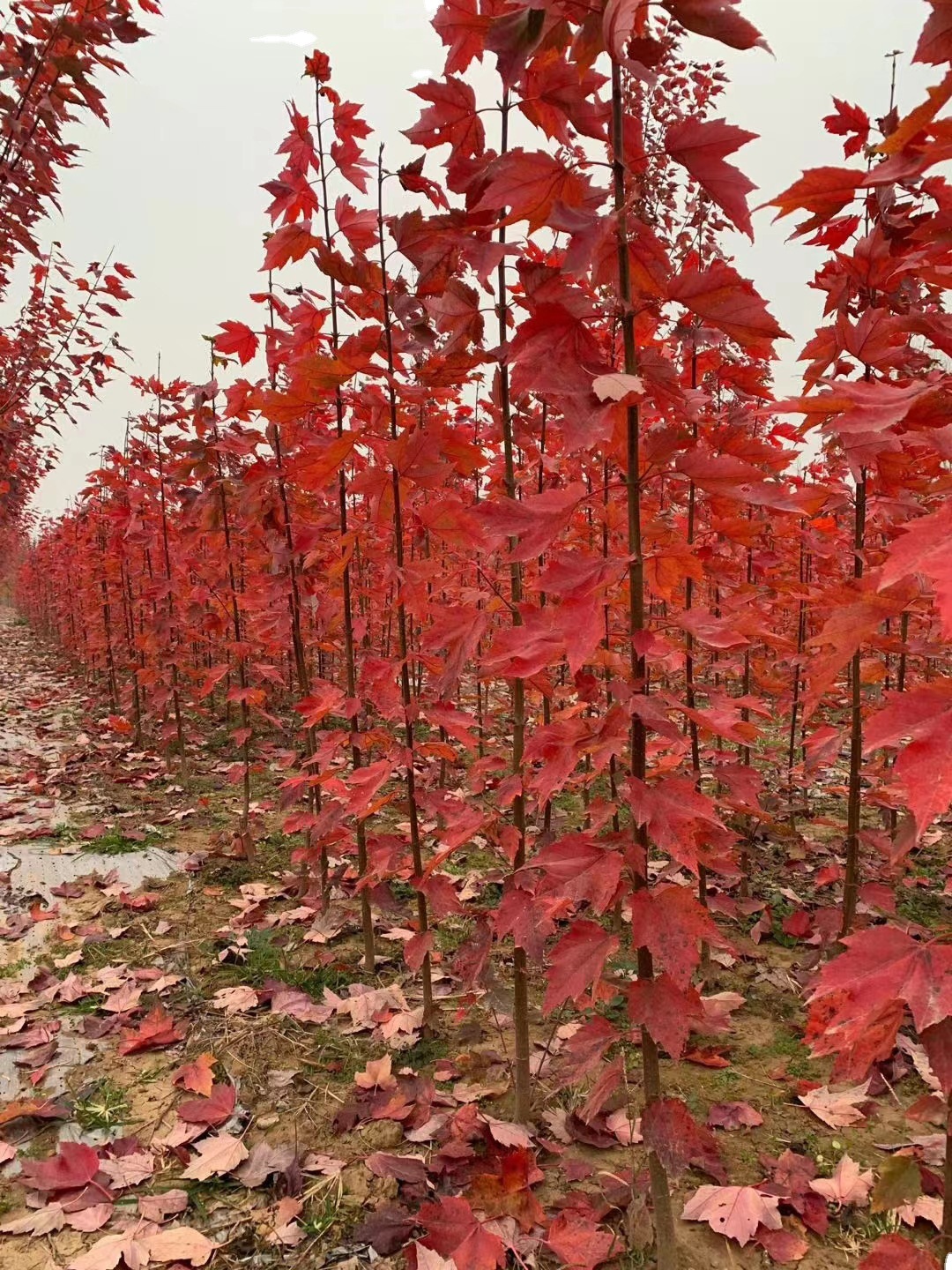 美国红枫树 红枫基地 秋火焰 红点 红冠 十月光辉