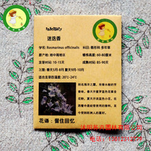 迷迭香种子Rosemary海洋之露20seed欧洲常用香料西餐香草种子