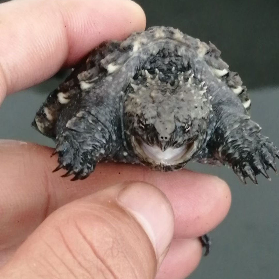 佛鳄纯佛爆刺北美小鳄龟杂佛活体小乌龟宠物观赏乌龟原种纯佛鳄龟