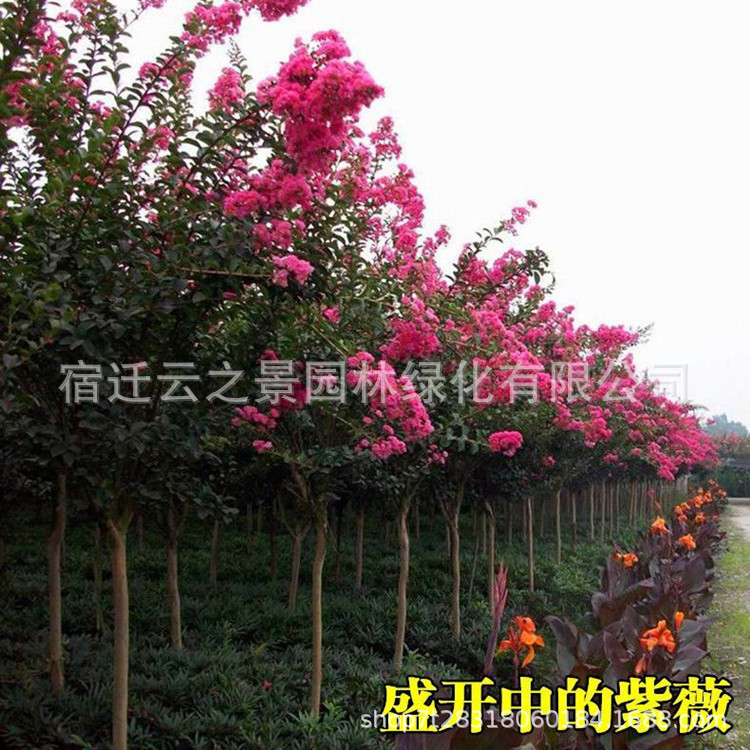 紫薇40-50厘米高是否跨境出口专供货源否品牌云之景园林是否新品种否