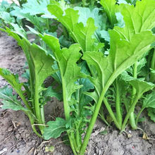 本地三月大菜种子花叶芥菜种籽花边芥菜种籽蔬菜种孑春夏秋四季播