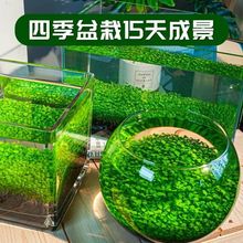 水种子水泥生态家用鱼缸玻璃瓶水培植物四季造景鱼缸小型批发