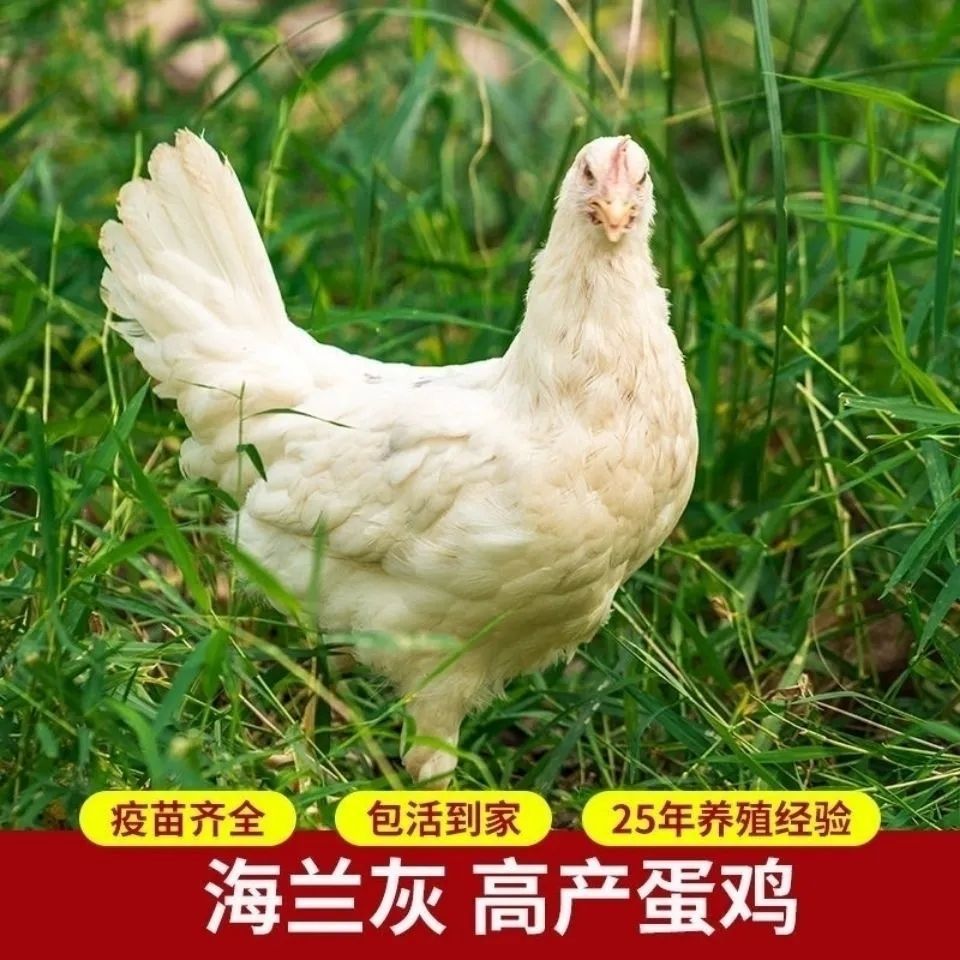 正宗农家散养海兰灰 活体青年鸡 正宗散养海兰灰 产蛋王-阿里巴巴