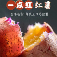 广州南沙一点红番薯新鲜现挖冰淇淋红薯板栗薯农家自种蜜薯