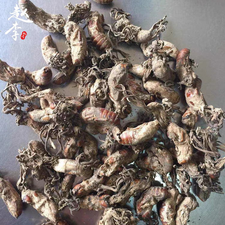 金蝉花批发250g蝉花虫草蝉蛹草知了花仿野生新货工厂大货大量货源
