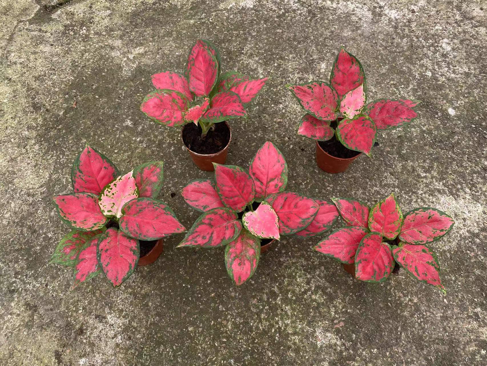 【基地直批】 90#红颜 室内净化空气花卉观叶植物 粗肋草盆栽