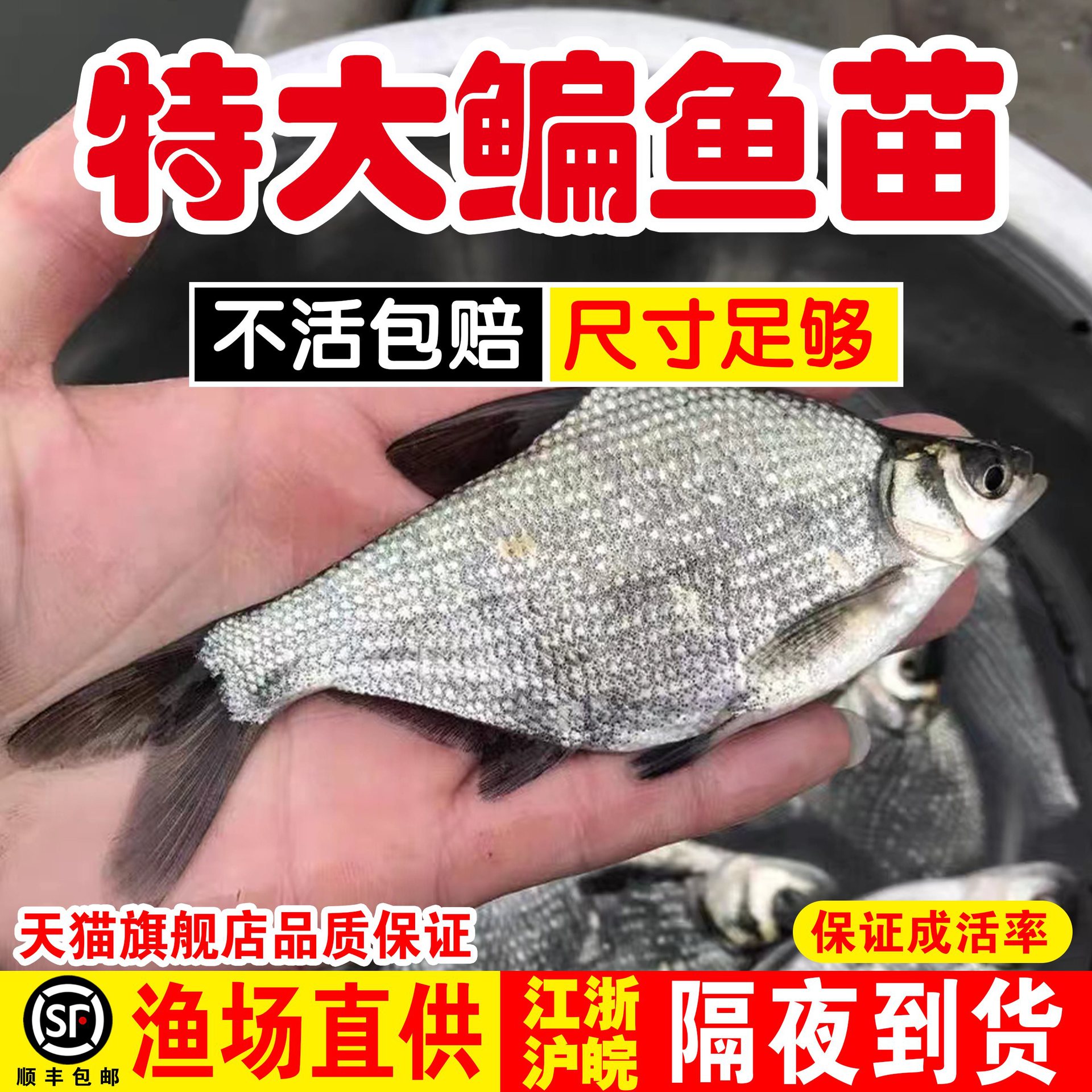 鳊鱼苗武昌鱼苗淡水养殖食用柳叶鳊扁鱼苗三角鲂团头鲂小鱼苗批发