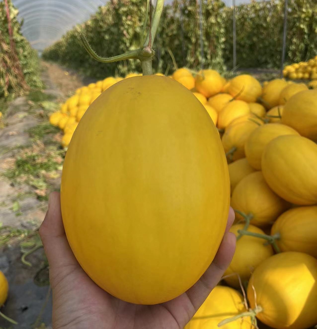 海南王精品金美人沙地蜜瓜金镶玉8斤普通装非新疆哈密瓜新鲜水果