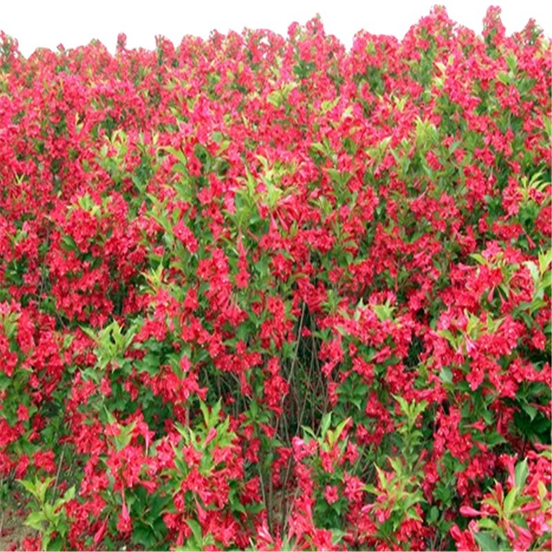 大量批发耐寒红王子锦带花绿篱苗红王子锦带价格锦带小苗价格