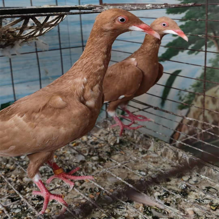 喜鹊鸽子价格 胡子喜鹊鸽一只有多重 魔鬼喜鹊观赏鸽图片