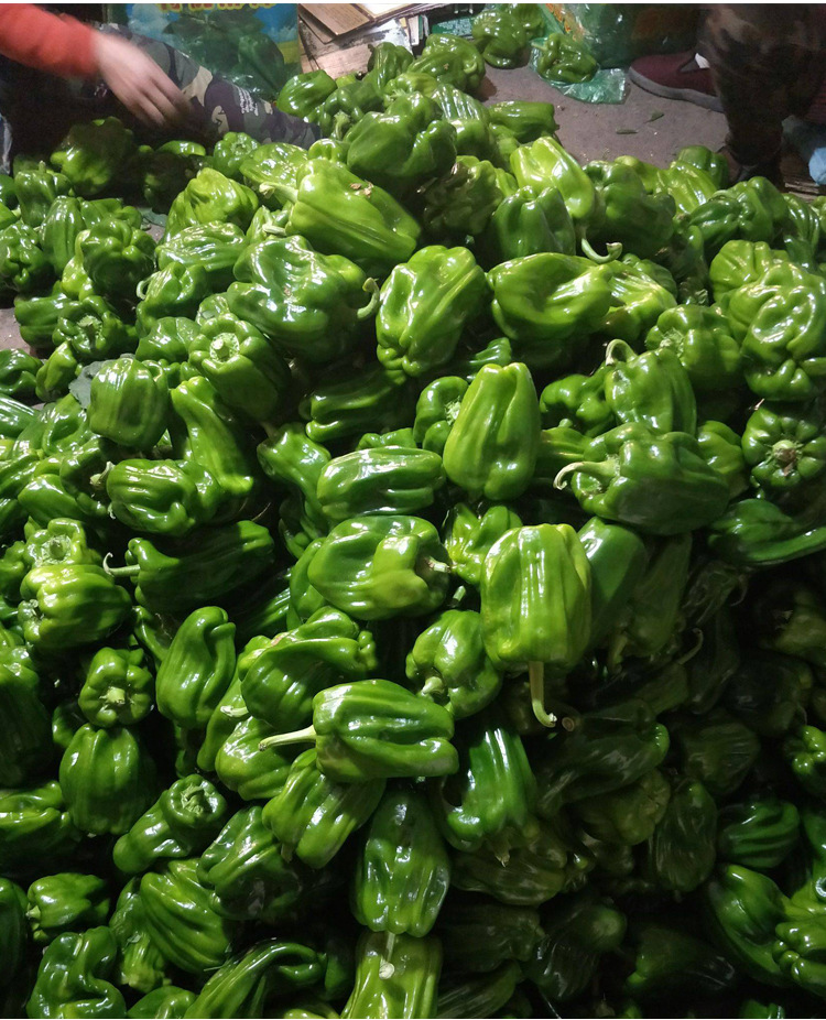 灯笼型香辣皱皮种籽麻辣椒种子春夏秋冬四季阳台盆栽蔬菜种孑包邮