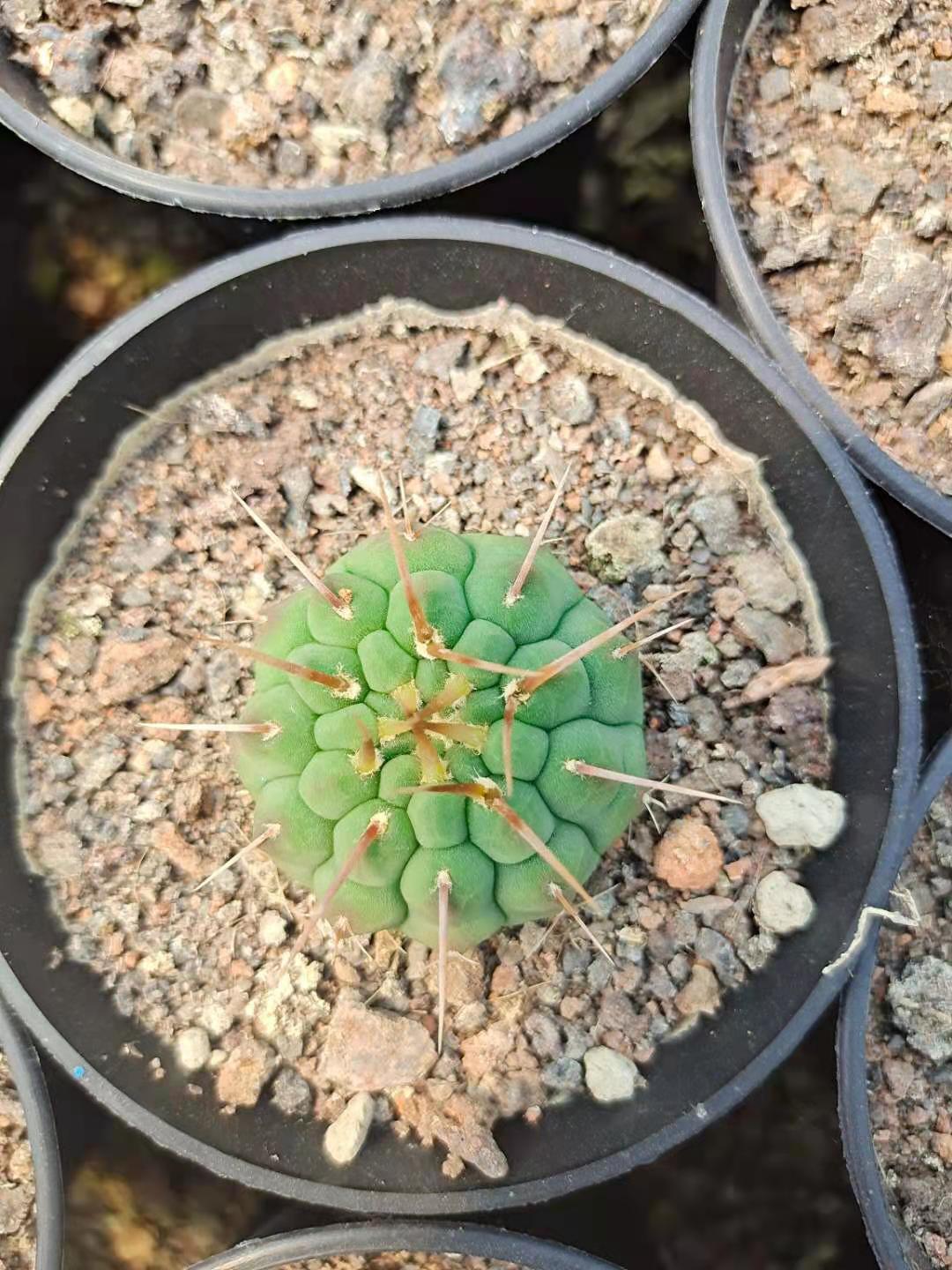 一本刺仙人球 实生根 裸萼球属 趴刺不扎手仙人球