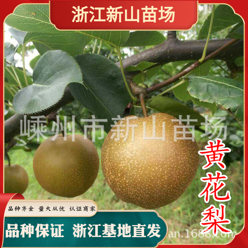 黄花梨 梨子苗树 梨树果苗 嫁接梨树水果苗嫁接苗地栽