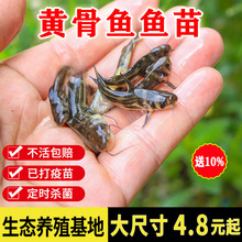 黄骨鱼辣丁淡水养殖食用活体冷水鱼草鱼鲤鱼花鲢包活到家