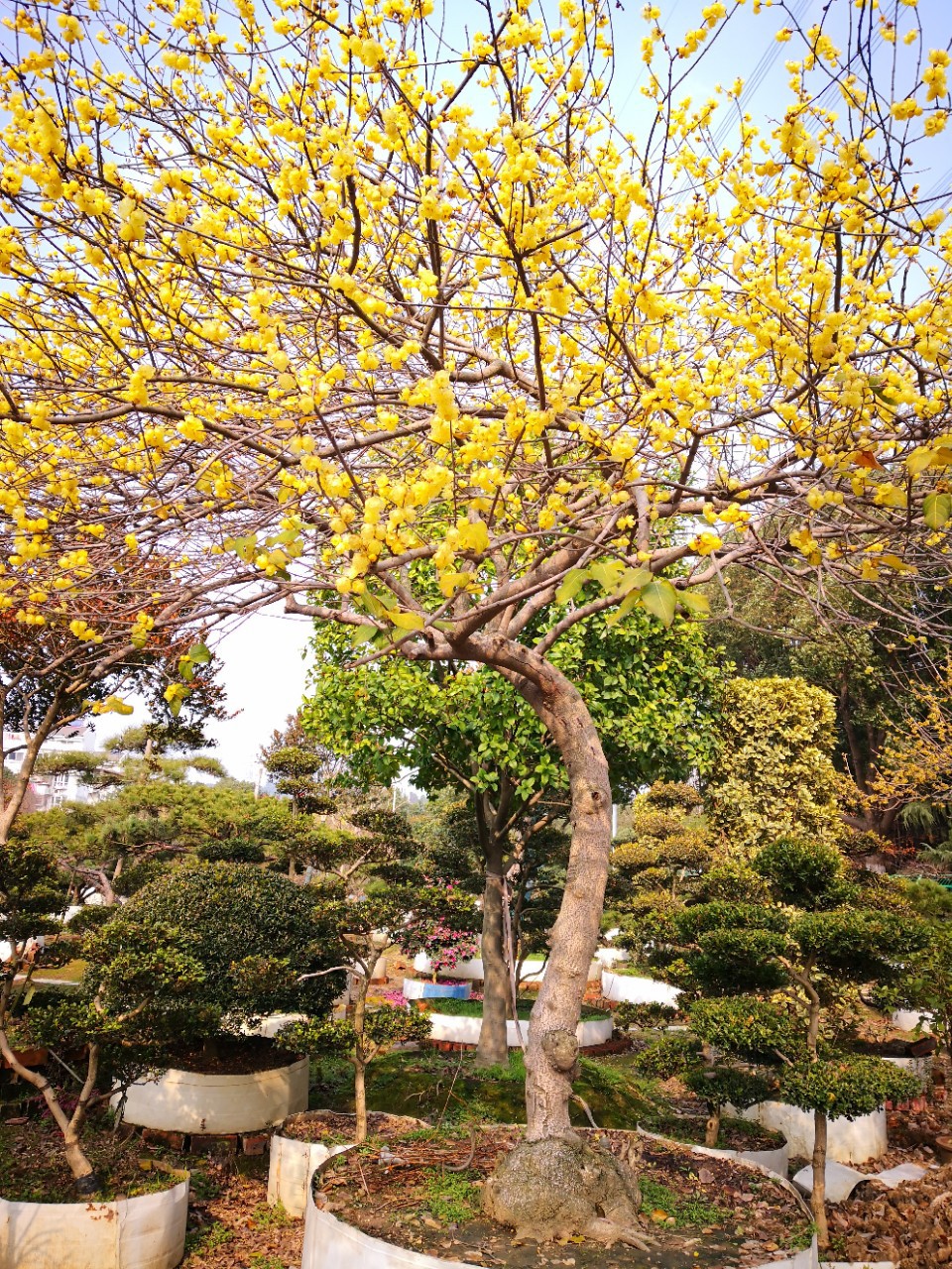 500腊梅-500腊梅厂家,品牌,图片,热帖-阿里巴巴