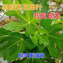 新鲜无花果叶子无花果干叶子现摘无花果根须药用无花果叶子根