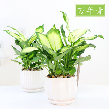 万年青植物盆栽办公室内净化空气植物花卉水培植物银皇后盆景绿植