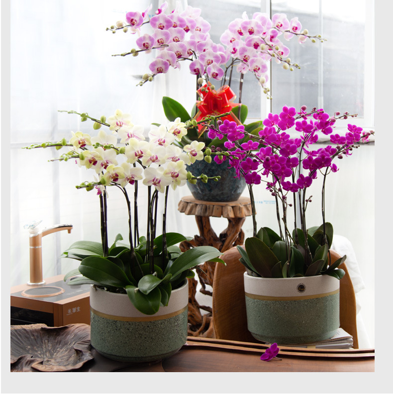 蝴蝶兰盆栽年宵花盆栽带花名贵鲜花开业高档花卉室内客厅送礼兰花