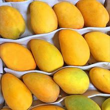 海南小台农芒果10斤新鲜小台芒当季特产水果现摘芒果大果整箱包邮