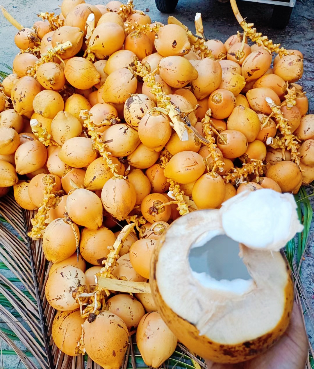 海南黄金椰万宁新鲜椰子批发5斤果厂家500个起批不包邮现摘现发