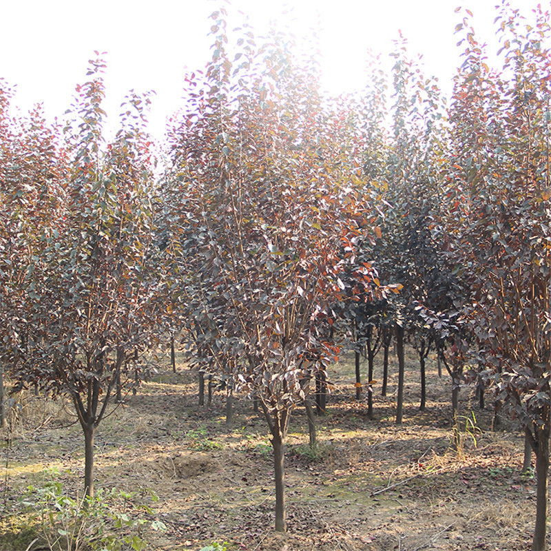 紫叶李树苗工程绿化苗木园林行道造景植物速生紫叶李红叶李小苗