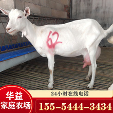 陕西咸阳奶羊养殖场 奶山羊价格 奶山羊的多少钱一只