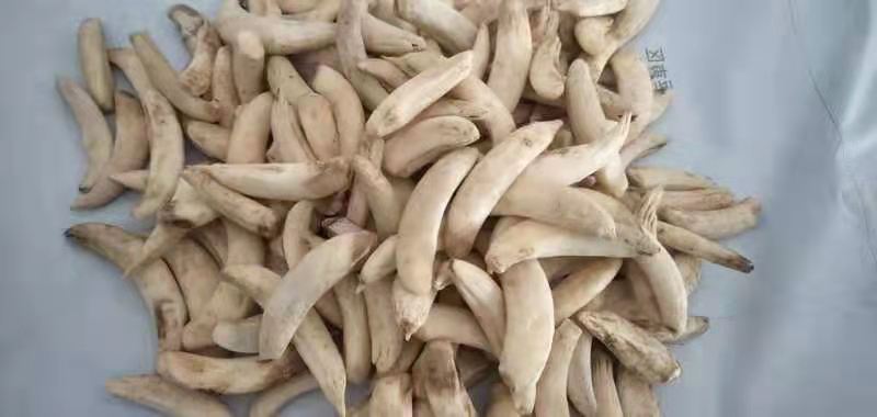 猪牙 猪门牙 猪獠牙 仿象牙珠子原料 古玩景区货源 项链