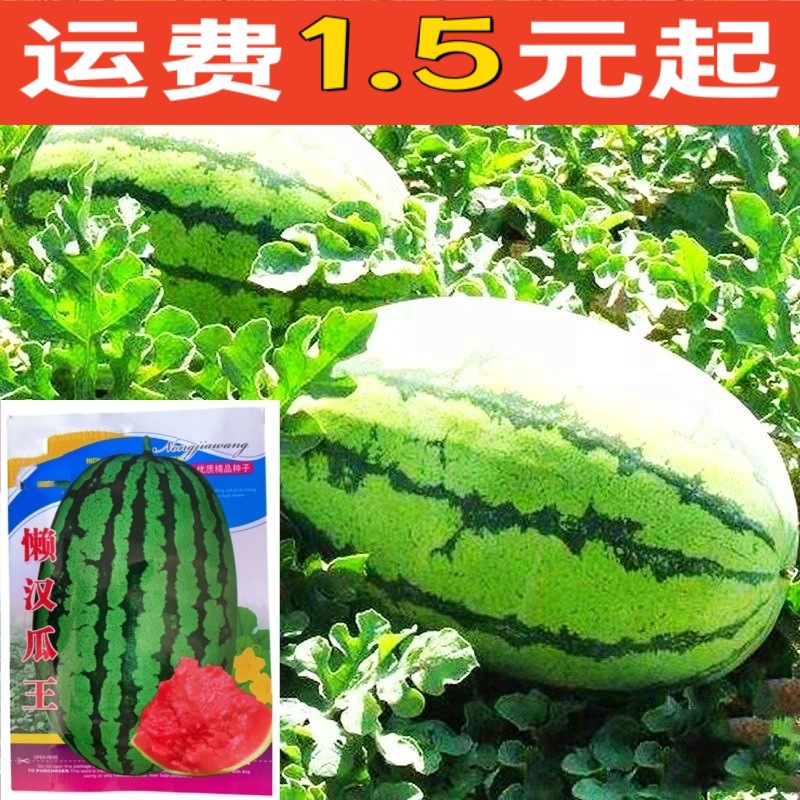 懒汉王西瓜种子瓜王高山无籽麒麟瓜种子甜王西瓜懒汉西瓜种子