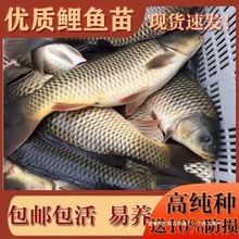 浙江稻花鲤鱼苗淡水养殖草鱼黄肉黑鲤鱼稻田稻花鱼红尾建鲤鱼