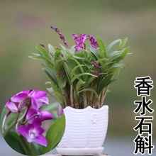 石斛兰花四季花开好养绿植浓香型香水铁皮石斛办公室绿植改善睡眠